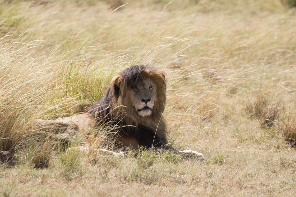 Wind-swept lion in Kenya