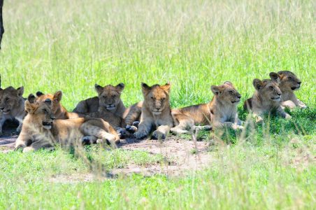 Lion pride in the Masai Mara