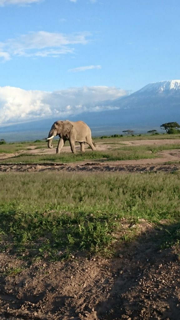 Elephant in front of Mount Kilimanjaro