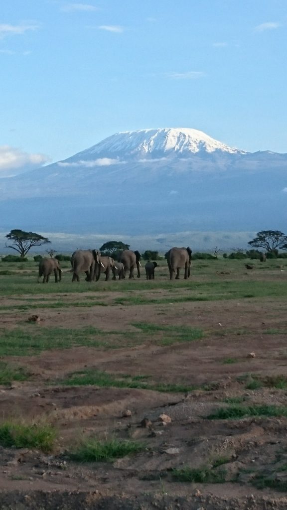 Elephants in front of Mount Kilimanjaro