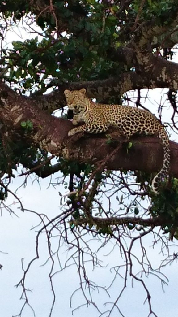 Leopard in a tree in Kenya