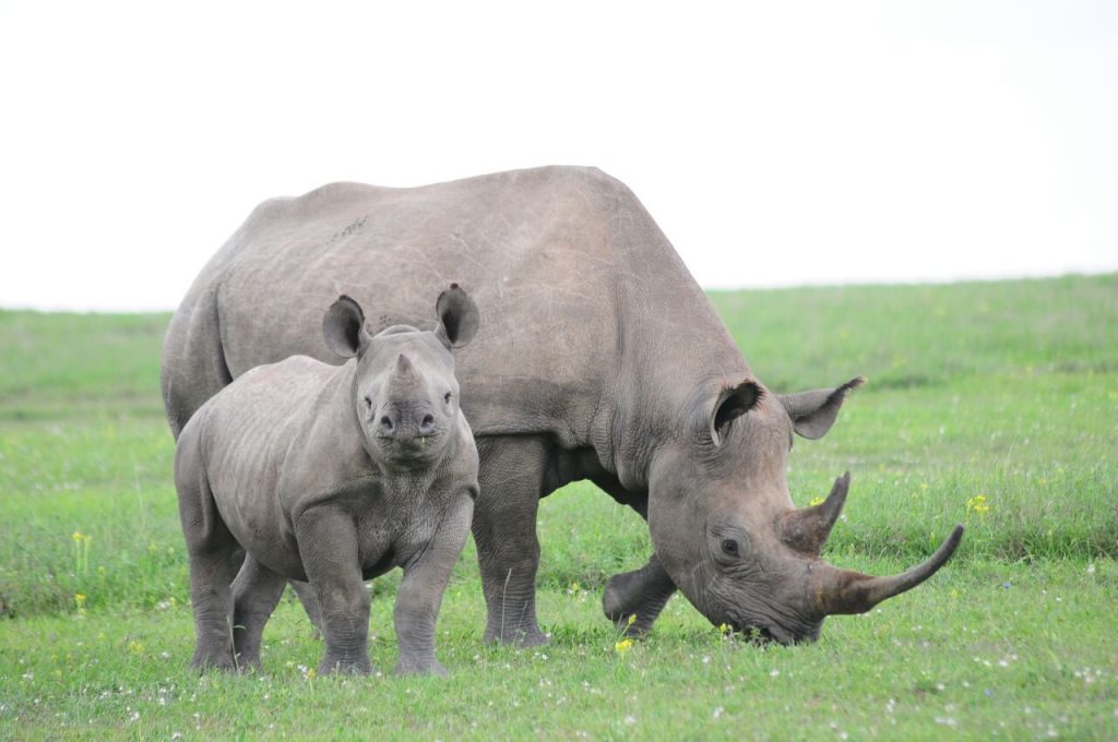 Rhino and baby