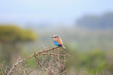 Beautiful bird in Amboseli