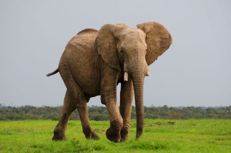 Elephant in Amboseli