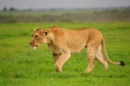 Lion prowling the plains