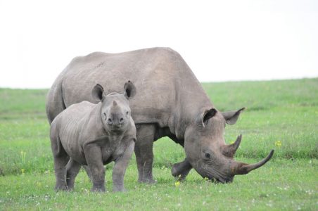 Rhinos in Ol Pejeta Conservancy