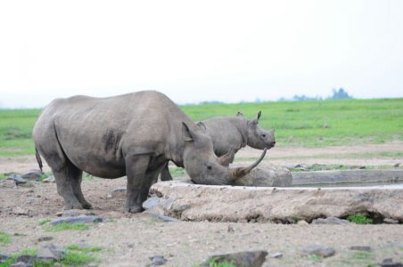 Rhinos in Ol Pejeta Conservancy