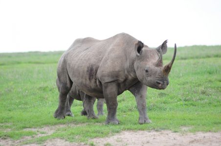 Rhinos in Ol Pejeta Conservancy