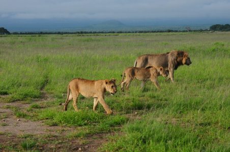 Lions in Amboseli