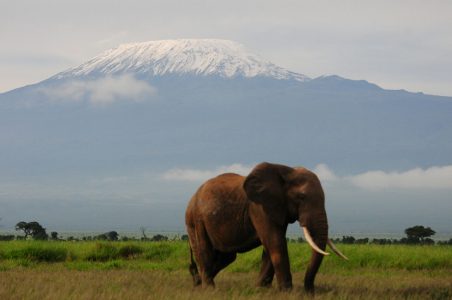 Elephant in front of Mount Kili