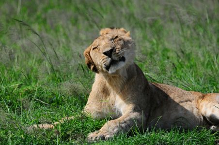 Lion in Amboseli