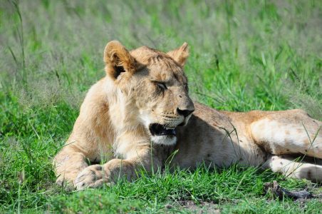 Lion in Amboseli