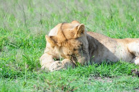 Lion in Amboseli