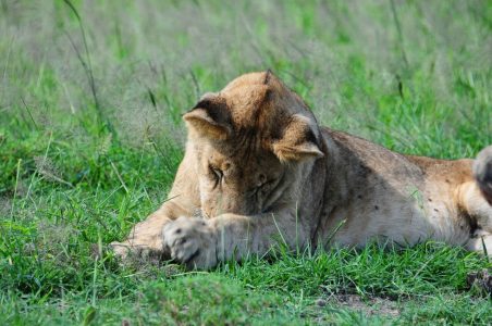 Lion in Amboseli