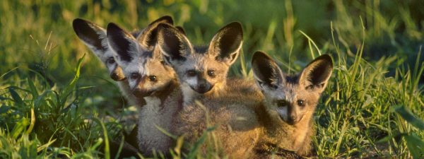 Wild African in dogs in Botswana