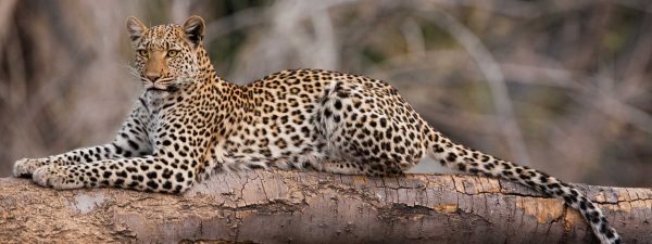 Leopard in Botswana