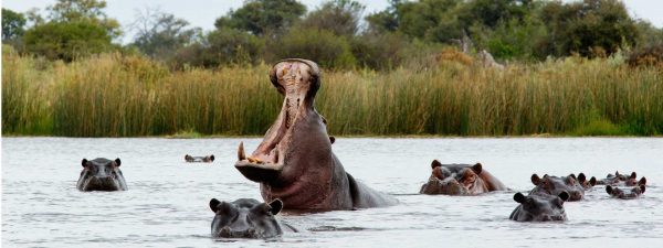 Hippos in a river in Botswana