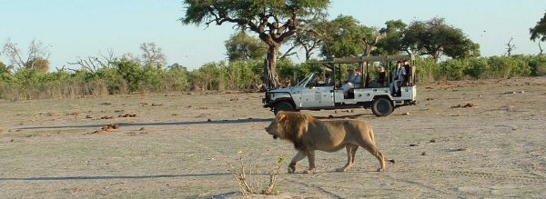 Lion in front of a safari vehicle in Botswana