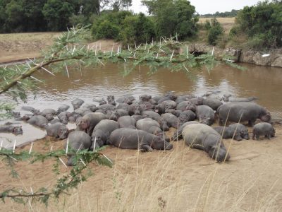 Hippos in Lake Naivasha, Kenya