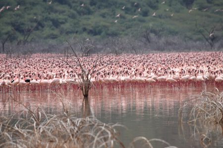 Flamingoes in Lake Bogoria, Kenya