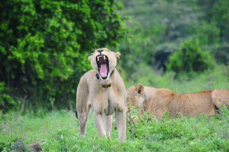 Lions in Nairobi National Park