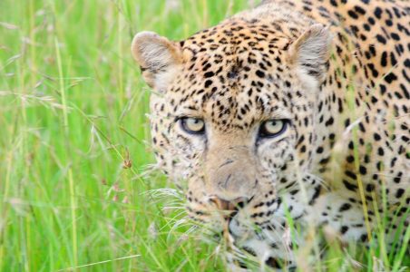 Leopard up close