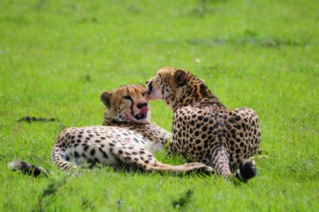 Cheetahs cleaning each other