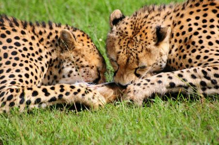 Cheetahs eating kill