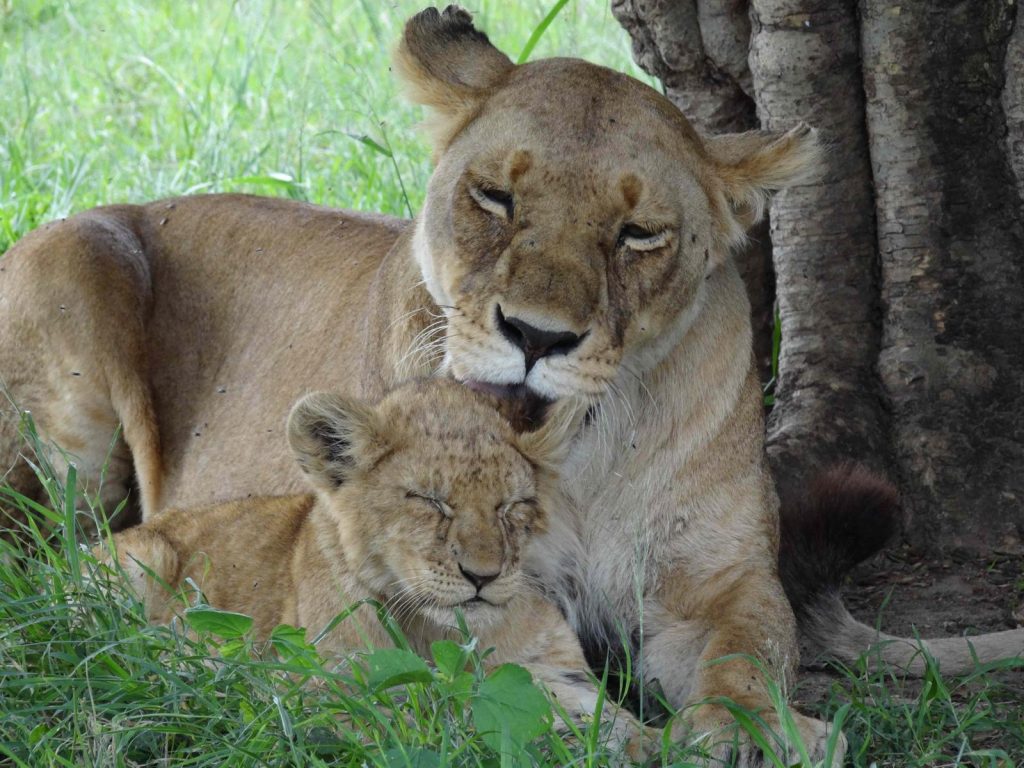 Lioness and her cub