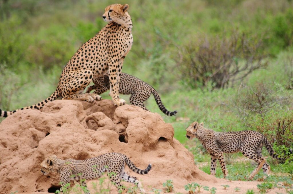 A family of cheetahs in Kenya