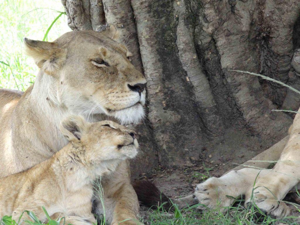 Lions in Kenya