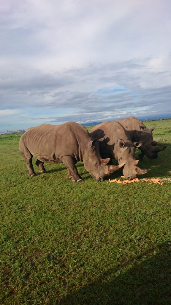 Three rhinos in Kenya