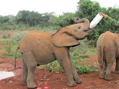 Feeding baby elephant at David Sheldrick's