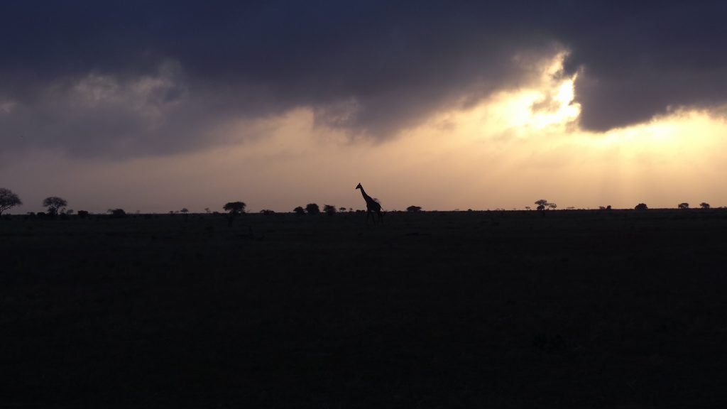 Beautiful sunset with giraffe in the distance in Kenya