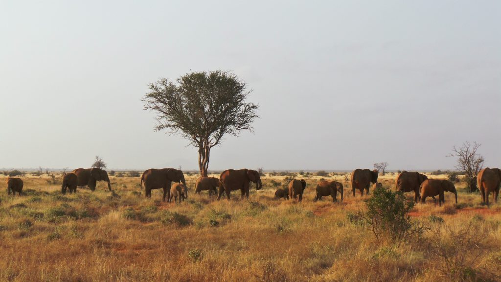 Herd of elephants in Kenya