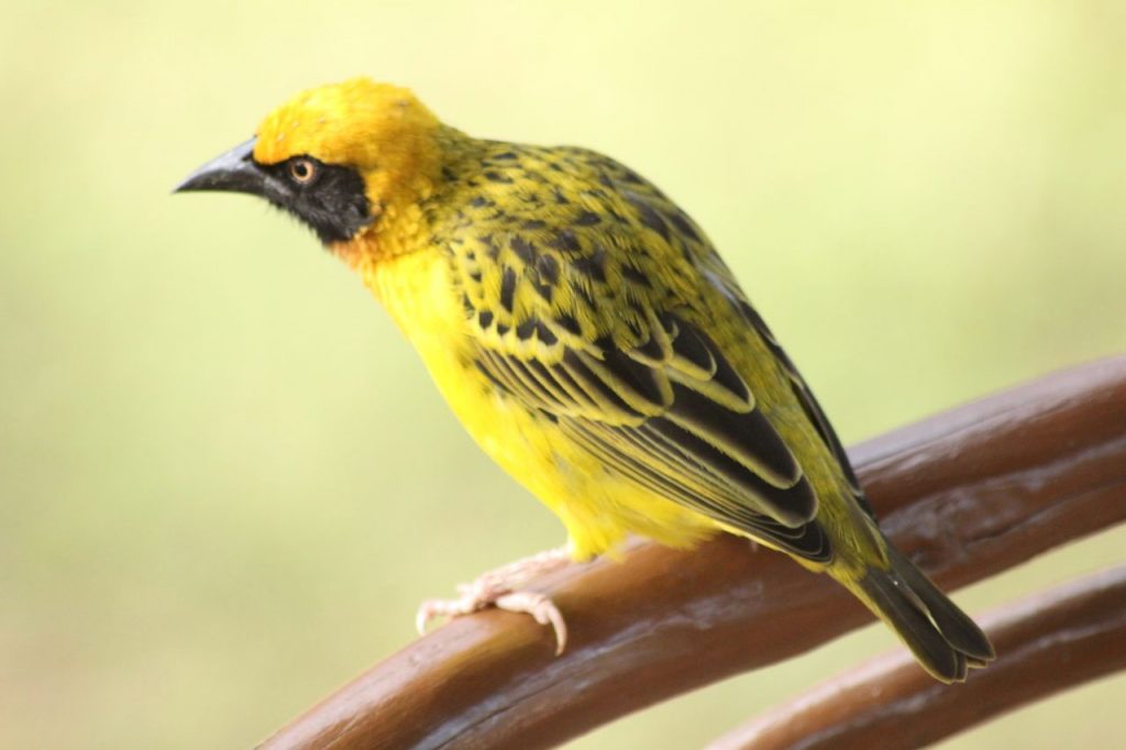 Speke's Weaver Bird