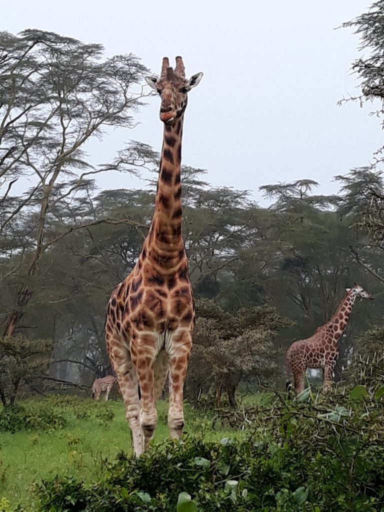 giraffes in Kenya