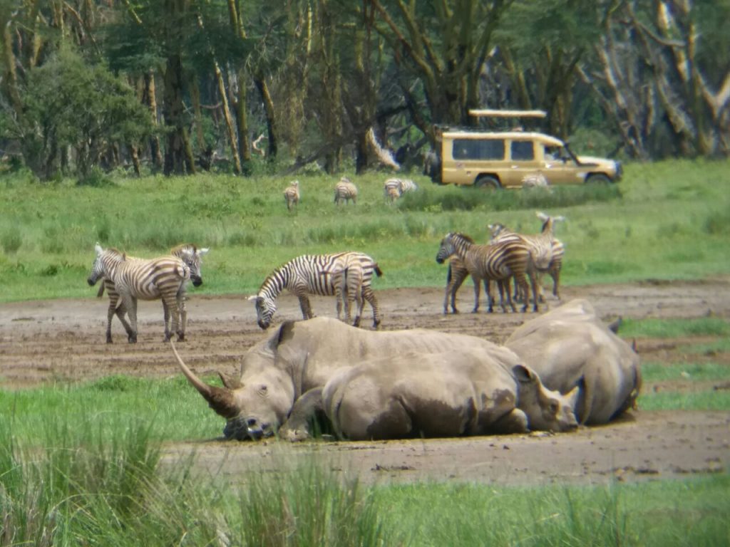 rhinos and zebras in Kenya