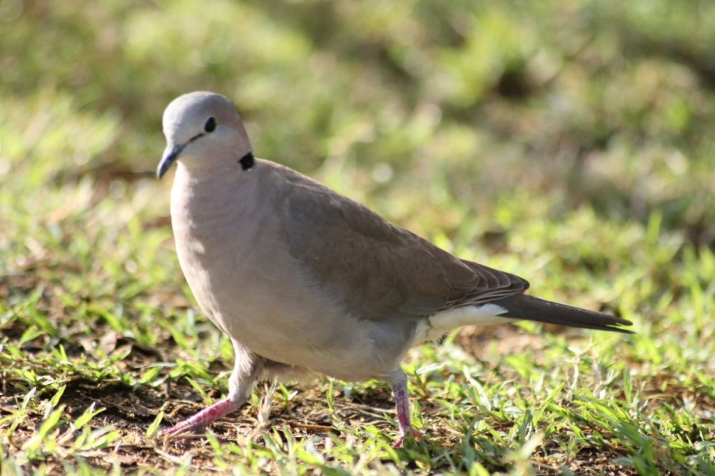 Ring-necked dove in Kenya