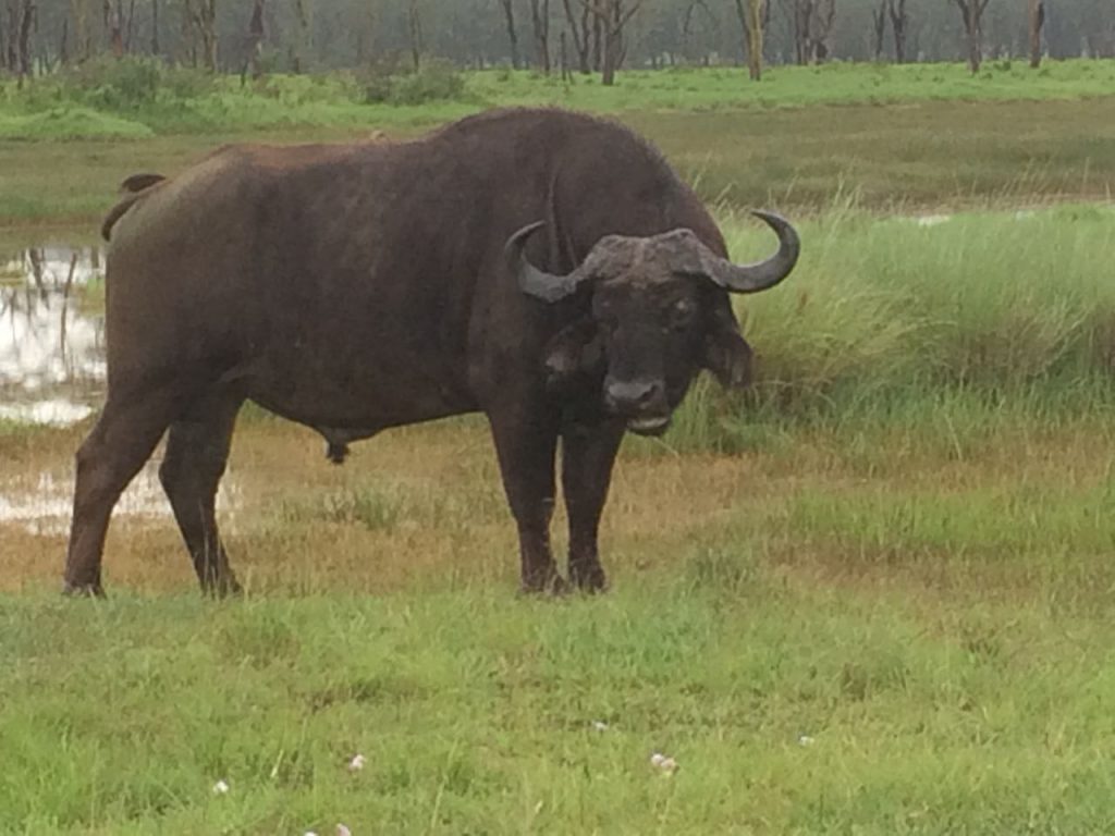 Buffalo in Kenya