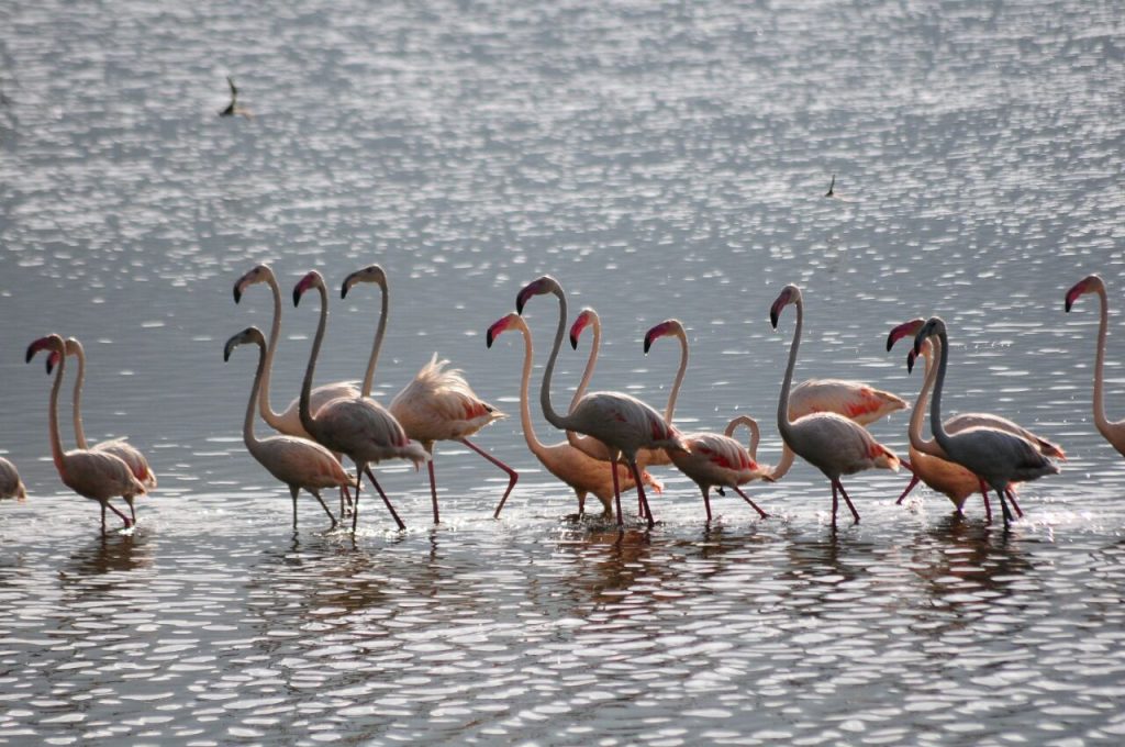 Flamingos at Lake Bogoria