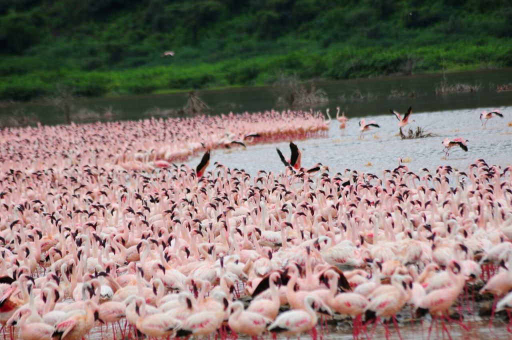 Flamingoes in Lake Bogoria