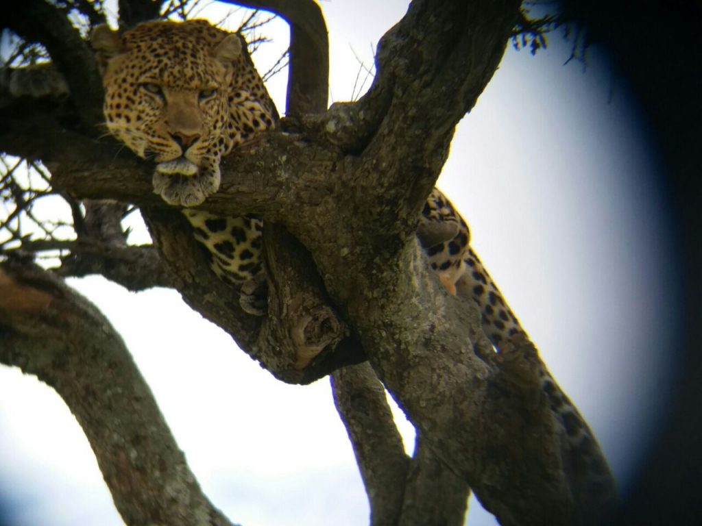 Leopard in a tree