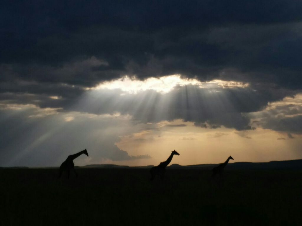 giraffes at sunset