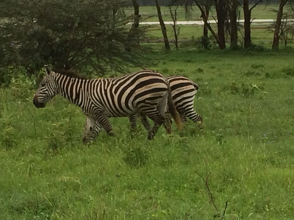 zebras in Kenya