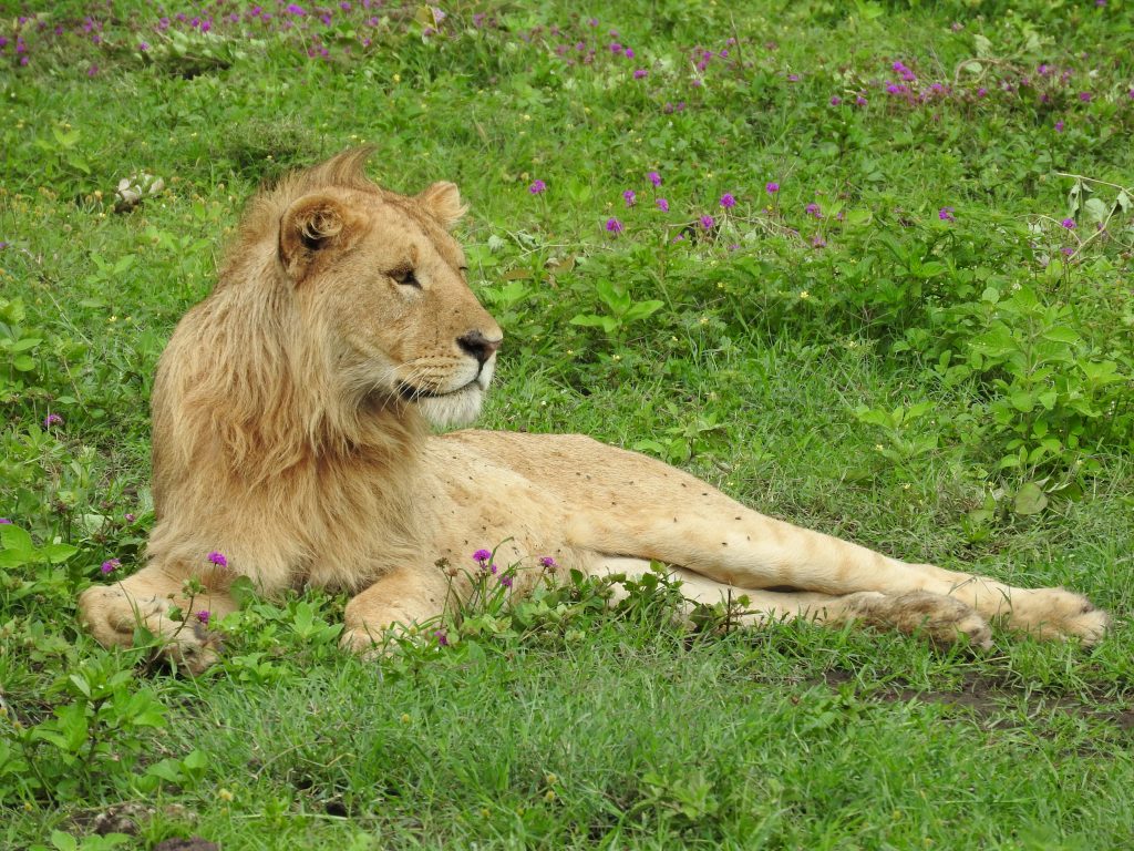 Lion on safari