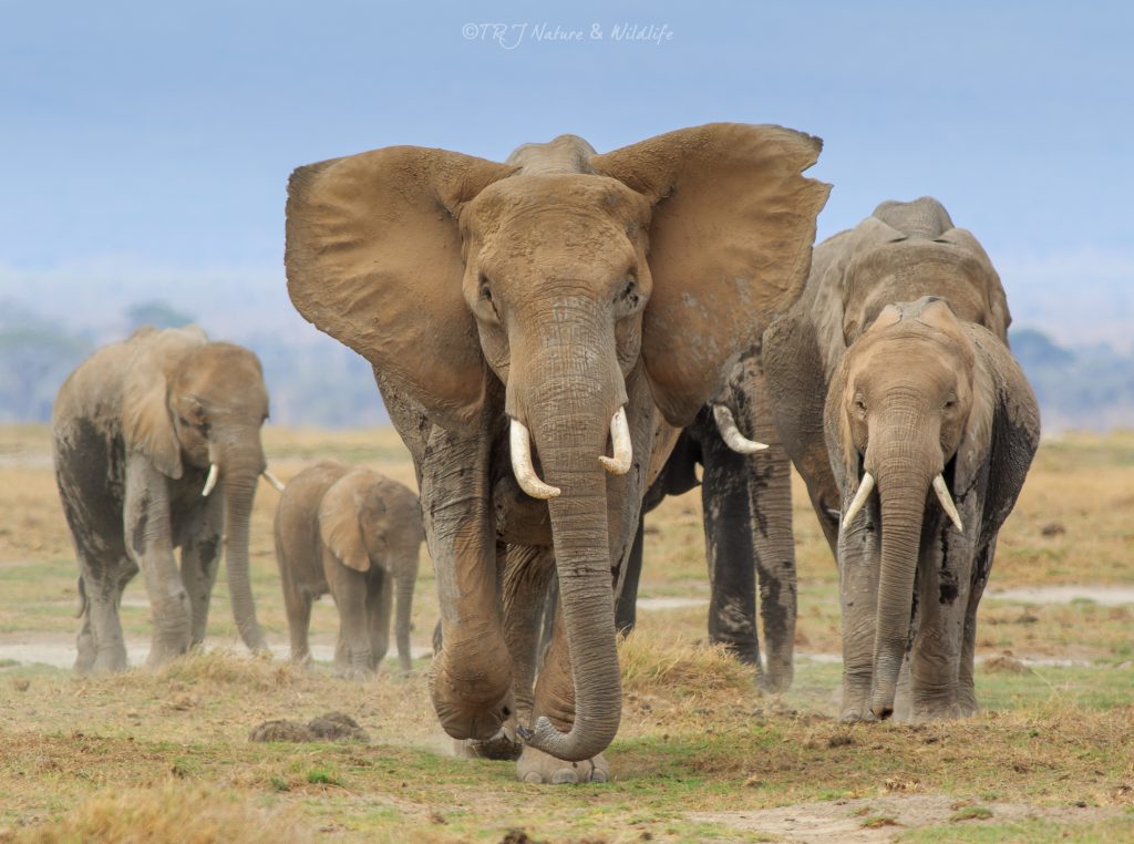 Mother takes in charge of her family while walking. – Amboseli National Park, Kenya