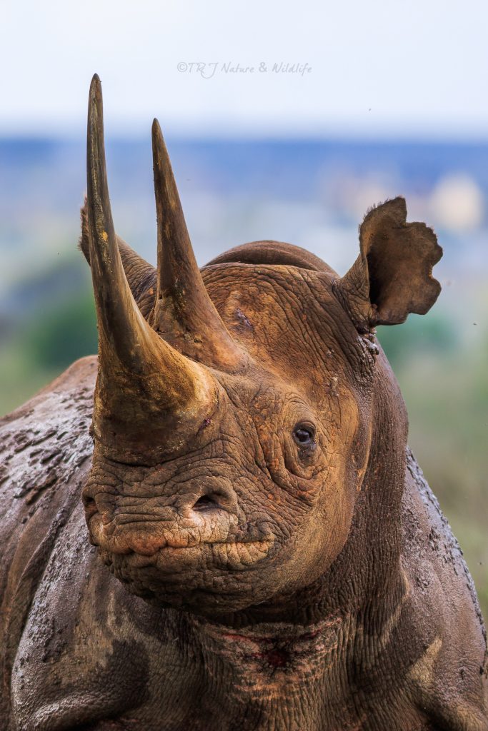 Black Rhino close-up Portrait