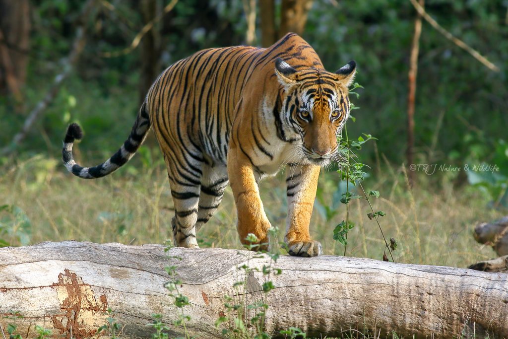 Tigress gives a stare during her morning walk – Kabini Backwaters, India.