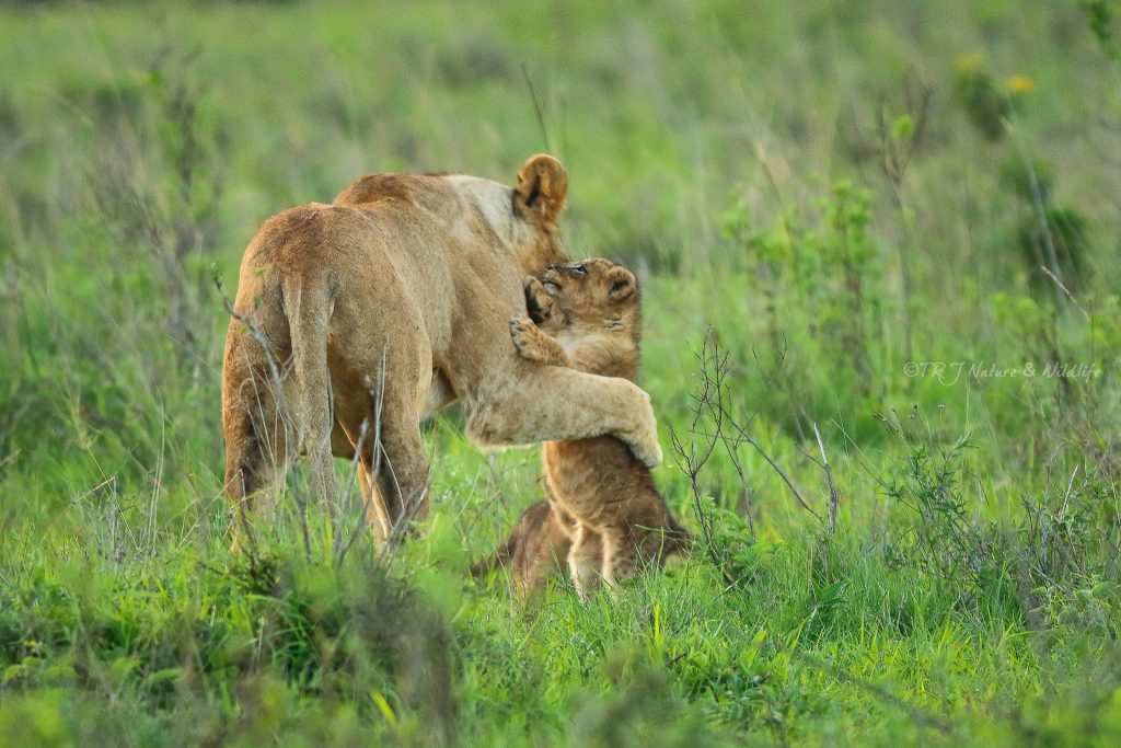 Lioness goes to greet her cubs after completing her meal - Nairobi National Park